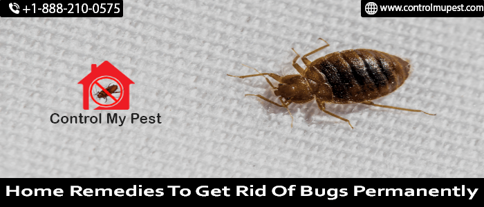 bed bugs removal, bed bug treatment, how to get rid of bed bug treatment